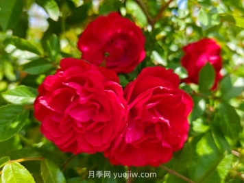 月季红木香爆花机器，花艳丽花量大花期长