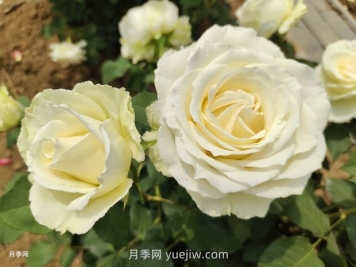 十一朵白玫瑰的花语和寓意