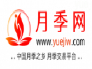 中国上海龙凤419，月季品种介绍和养护知识分享专业网站